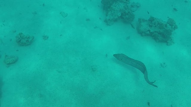 Moray eel fish in the sea