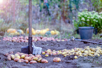 growing vegetarian products. growing and environmentally friendly products. background for a farm store. harvesting potatoes and vegetables