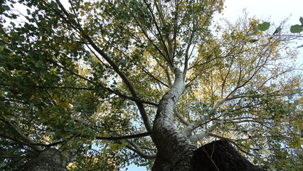 Tree. Autumn