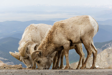 Mammals of Colorado. Colorado Rocky Mountain Bighorn Sheep