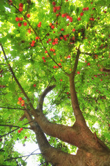 Plum tree