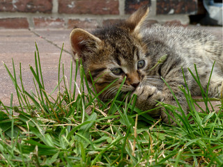 Naklejka na ściany i meble sweet cat in the green grass