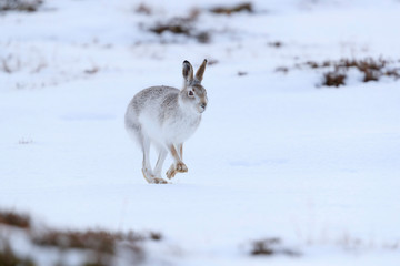 Mountain hare sitting on white snow © jamie