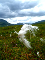 scottish cotton grass or sheathed cottonsedge