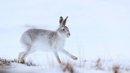Mountain hare sitting on white snow © jamie