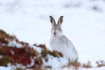 Mountain hare sitting on white snow