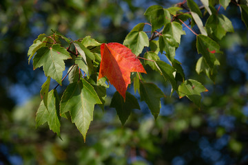 closeup shot of red orange leaf changed among green leaves on a sunny fall afternoon
