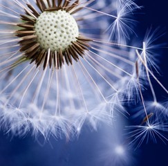 Dandelion Seed Head in Close Up 