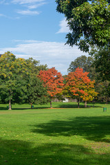 vertically oriented shot of a beautiful view of a park on a sunny fall day with green trees and trees changing colors - obrazy, fototapety, plakaty