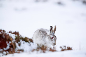 Mountain hare sitting on white snow © jamie