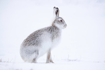 Mountain hare sitting on white snow