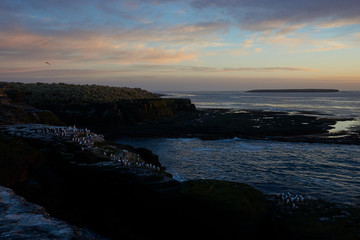 Imperial Shag (Phalacrocorax atriceps albiventer) at dawn on the coast of Bleaker Island on the...