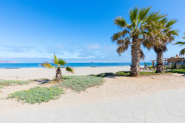 Fototapeta na wymiar Chile La Serena palms on the beach in summer