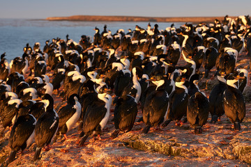 Imperial Shag (Phalacrocorax atriceps albiventer) at dawn on the coast of Bleaker Island on the...
