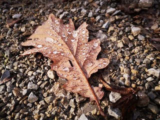 autumn leaves on the ground