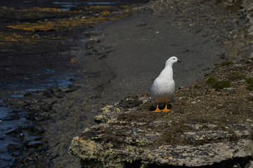 Male Kelp Goose (Chloephaga hybrida malvinarum) on a cliff on Bleaker Island in the Falkland Islands.
