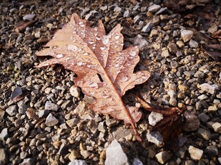 autumn leaves on the ground with drops 