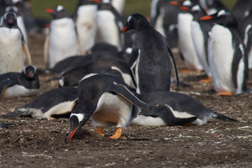 Gentoo Penguin (Pygoscelis papua) gathering nesting material on Bleaker Island in the Falkland Islands.