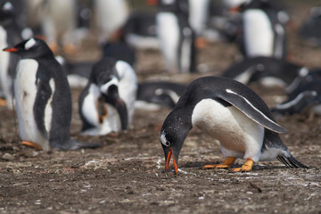 Gentoo Penguin (Pygoscelis papua) gathering nesting material on Bleaker Island in the Falkland...