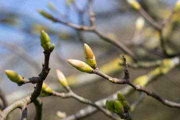 Spring has sprung - buds and shoots