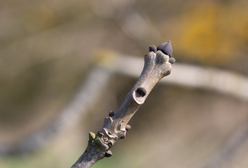 Spring has sprung - buds and shoots