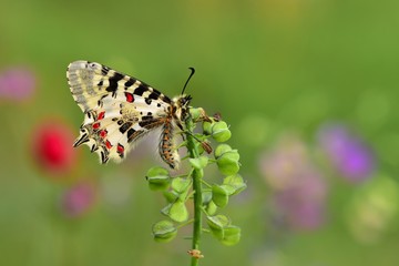 Zerynthia cerisyi  777