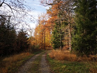 road in forest