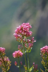 Obraz premium Pink wild flowers in Spain