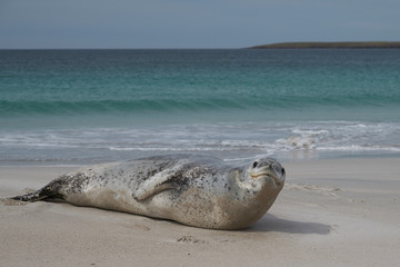 Leopard Seal (Hydrurga leptonyx) resting on a sandy beach Bleaker Island in the Falkland Islands.