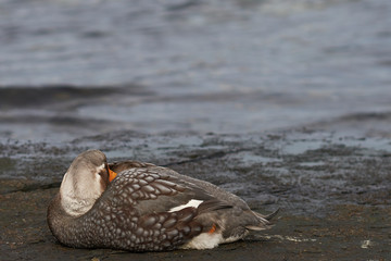 Falkland Steamer Duck (Tachyeres brachypterus) on the coast of Bleaker Island in the Falkland...