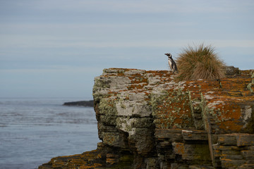Magellanic Penguin (Spheniscus magellanicus) looking out over the sea from the cliffs of Bleaker...