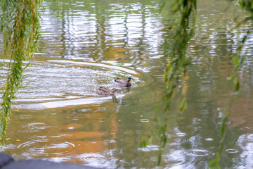 ducks rest on the river in the city