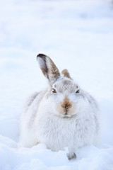 Mountain hare sitting on white snow © jamie