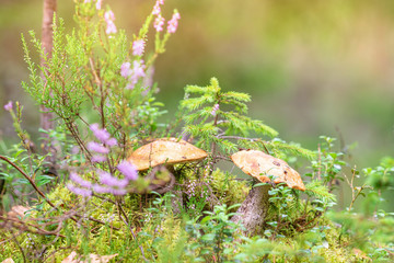 mushroom family in the forest