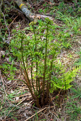 Fern fronds