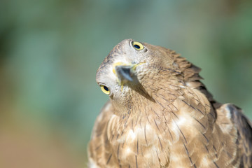 bird of prey close up