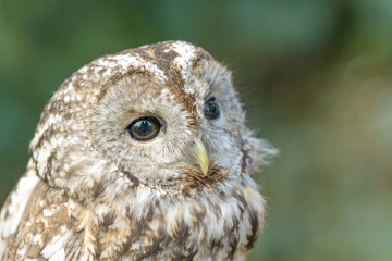 bird of prey close up