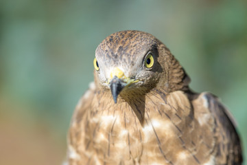 bird of prey close up