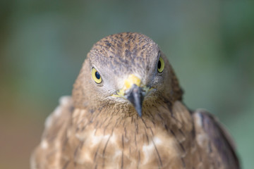 bird of prey close up