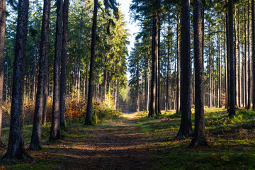 Road in autumn forest. Czech Republic.