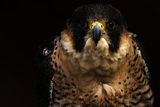 retrato de halcon peregrino con fondo negro