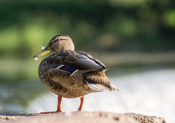 ducks rest on the river in the city