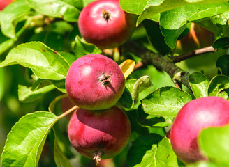 Juicy, ripe, red apples hanging on a branch in the garden. Apples close up.