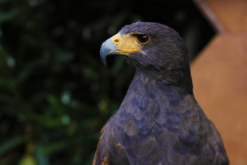 aguila de harris mirando desafiante