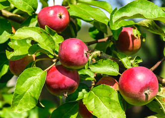 Juicy, ripe, red apples hanging on a branch in the garden. Apples close up