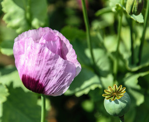 Pink flower of blooming poppy on a background of green leaves in the vegetable garden