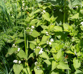 White Dead Nettle