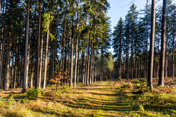 Road in autumn forest. Czech Republic.