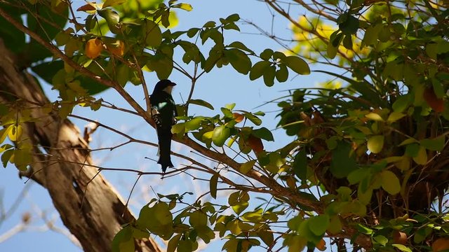 Cuban National Symbol Tocororo (Cuban Trogon) in Forest