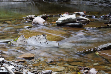 Stream in the forest